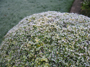 frosty leaves