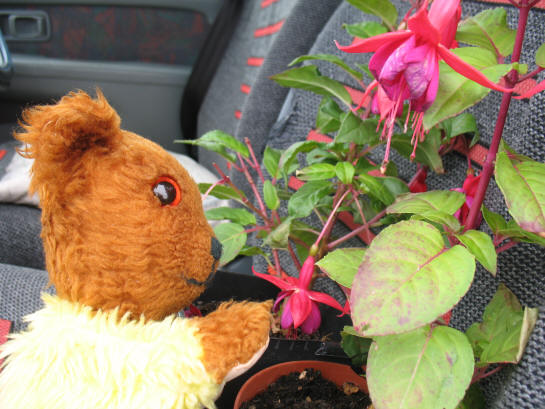 Yellow Teddy with giant fuchsia