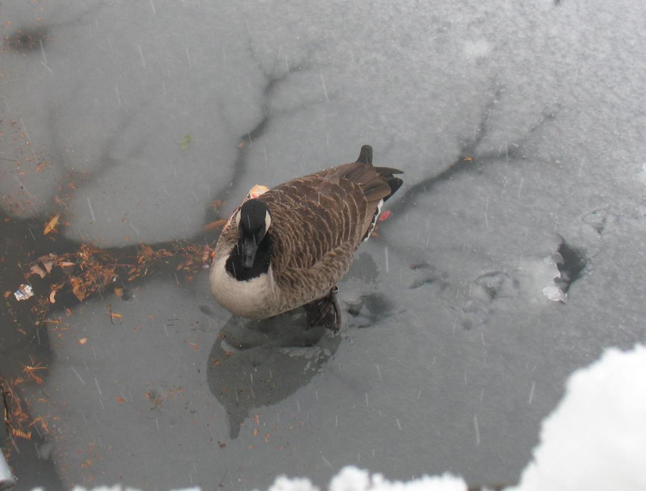 Canada goose walking on pond slush