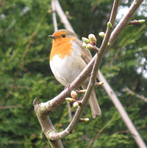 Robin in tree