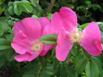 Roses by the underpass