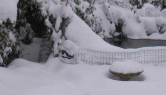 Garden under snow