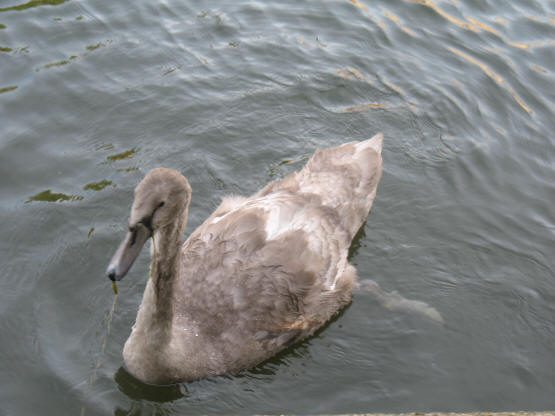 Young swan