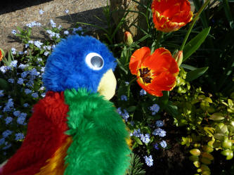 Blue Parrot with parrot tulip