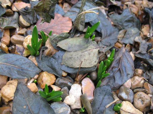 Bluebell shoots