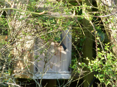 Bluetit nestbox