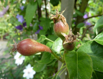 Developing fruits Conference pear