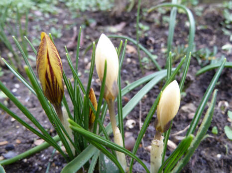 Crocus