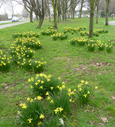 Daffodils near boating pond Orpington