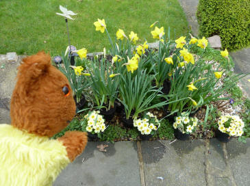 Yellow Teddy with daffodils