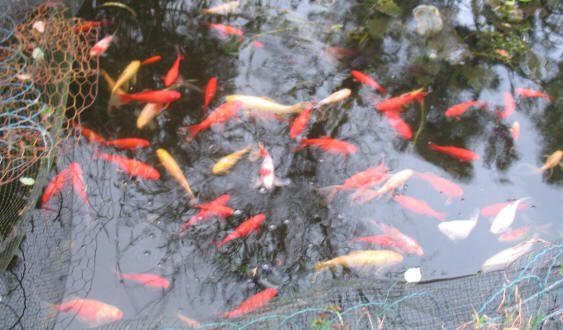 Fish pond