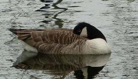 Canada goose