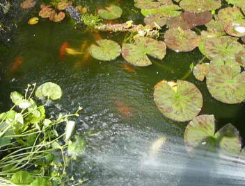 Hose spray filling up pond