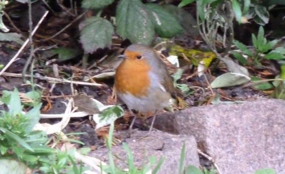 Robin