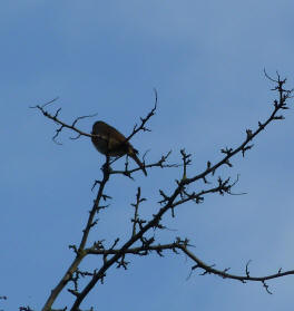 Robin singing