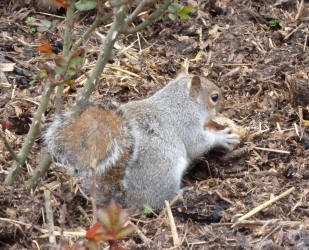 Squirrel with bun