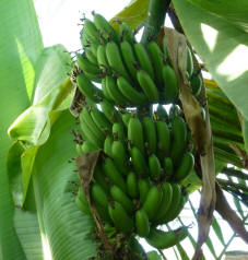 Hall Place Bexleyheath - Banana tree