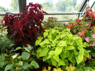 Hall Place Bexleyheath - Coleus plants