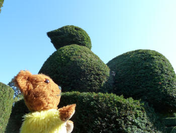 Hall Place Bexleyheath - Topiary peacock