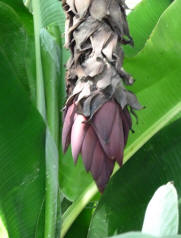 Hall Place Bexleyheath - Banana flower