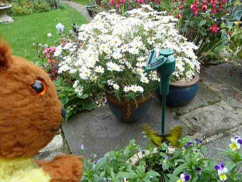 Yellow Teddy with rotating solar butterfly in garden