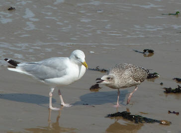 Margate - Seagulls