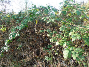 Hewitts Farm - Brambles