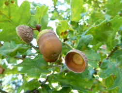 Mote Park Maidstone - Acorns