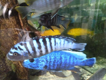 Polhill Garden Centre - Tropical fish 1