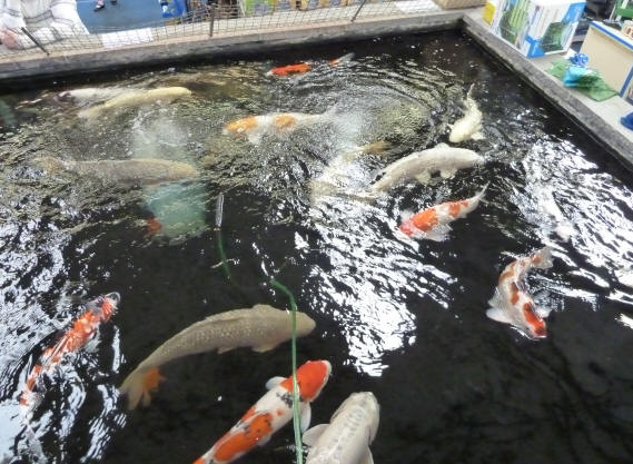 Polhill Garden Centre - Koi fish