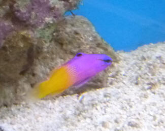 Mote Park Maidstone - Tropical fish 2