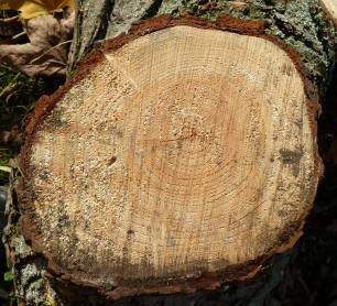 Priory tree trunk with rings