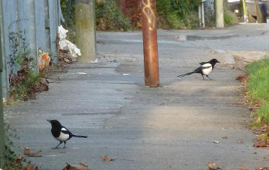 Magpies