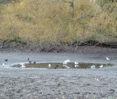 Priory Pond shrunk to a puddle