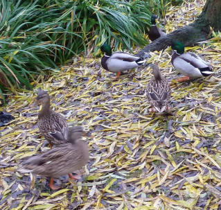 River Cray ducks