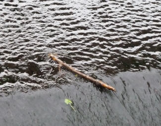 Branch on the edge of the weir