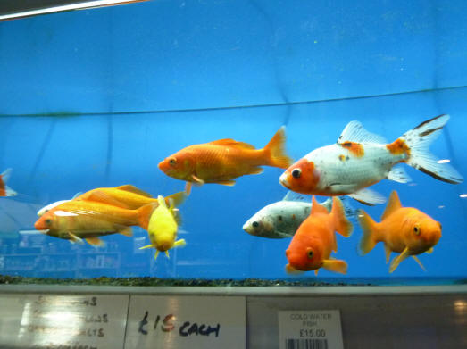 Ruxley Manor Garden Centre - fish