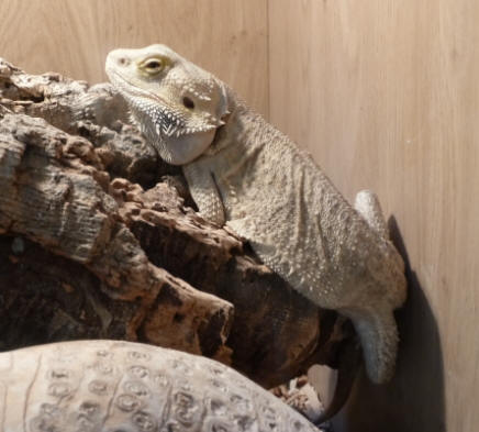 Ruxley Garden Centre - lizard