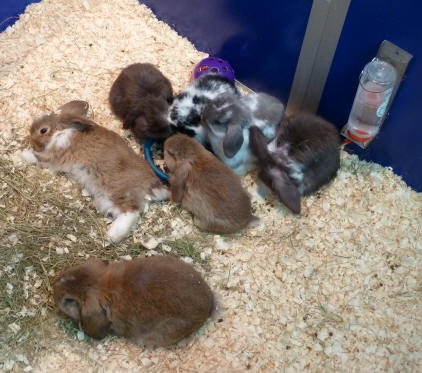 Ruxley Manor Garden Centre - rabbits