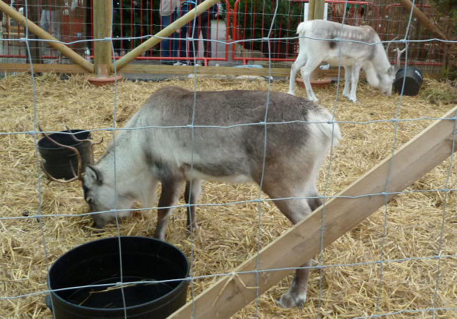 Ruxley Manor Garden Centre - reindeer