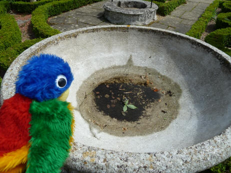 Blue Parrot with birdbath