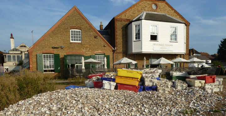 Whitstable - Oyster shells on beach