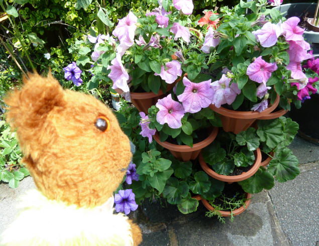 Yellow Teddy petunia tower