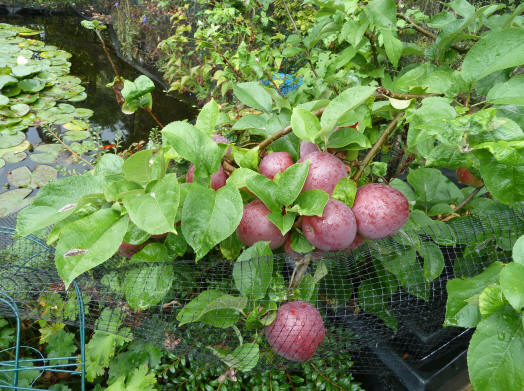 Spartan apple tree