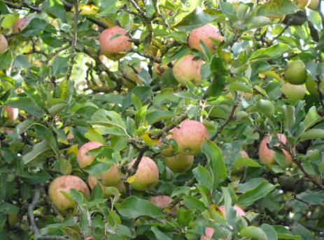 Wild growing apple tree