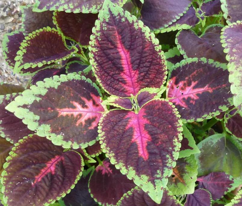 Coleus leaves