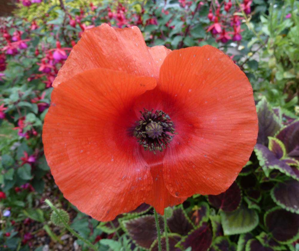 Field poppy