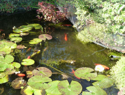 Garden fish pond