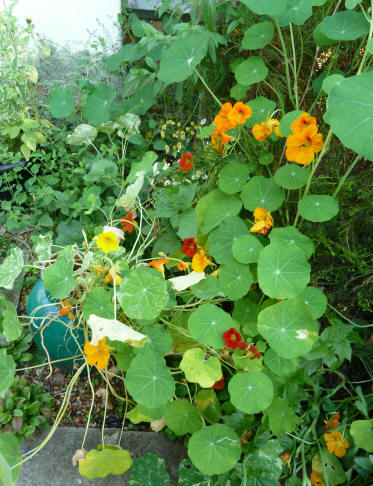 Nasturtiums