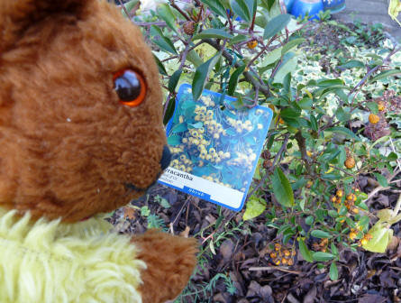 Yellow Teddy with orange pyracantha